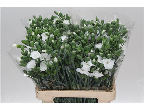 Nagelj Single flowered Hollands Solomio Lex c4250