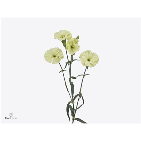 Nagelj Single flowered Solomio Bern c4253