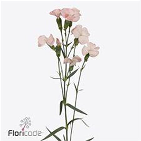 Nagelj Single flowered Solomio Cas c4255