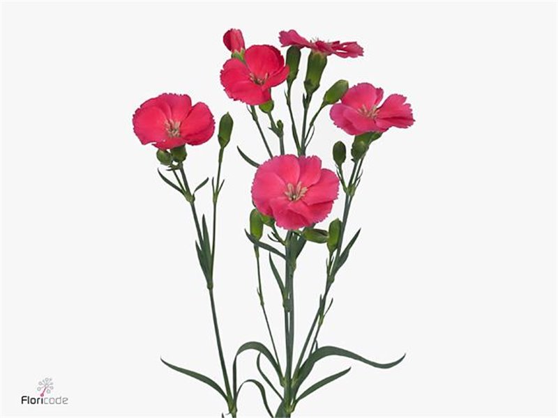 Nagelj Single flowered Solomio Imre c4257