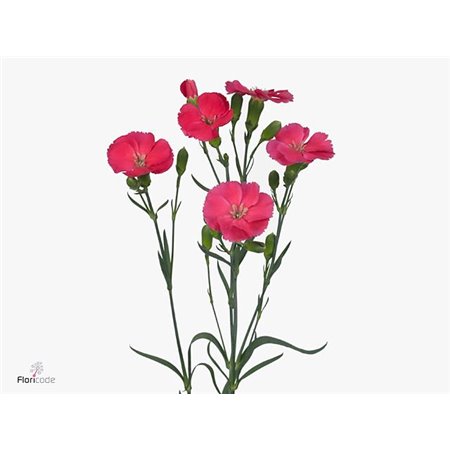 Nagelj Single flowered Solomio Imre c4257
