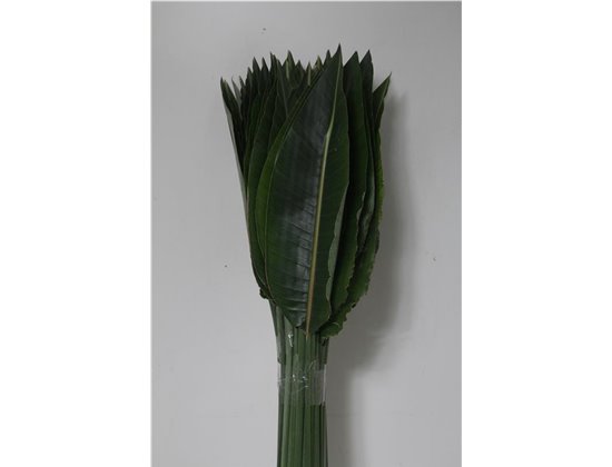 Strelicija Leaves c4279