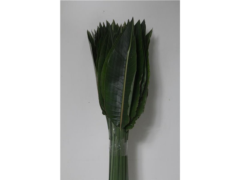 Strelicija Leaves c4279