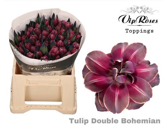 Tulipan Double Double Bohemian c4298