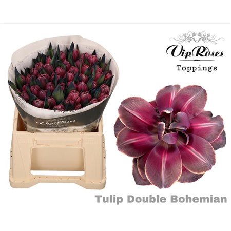 Tulipan Double Double Bohemian c4298