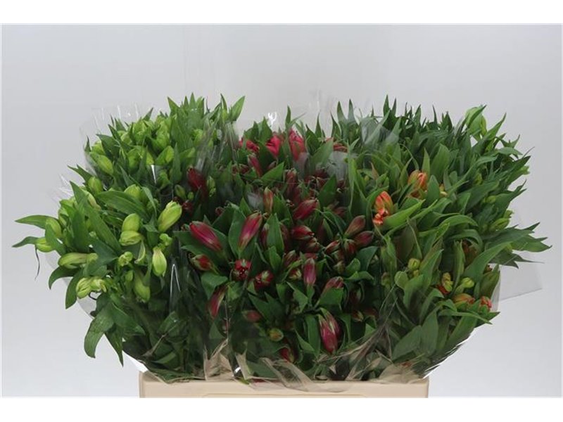 Alst.short Mixed in bucket c37