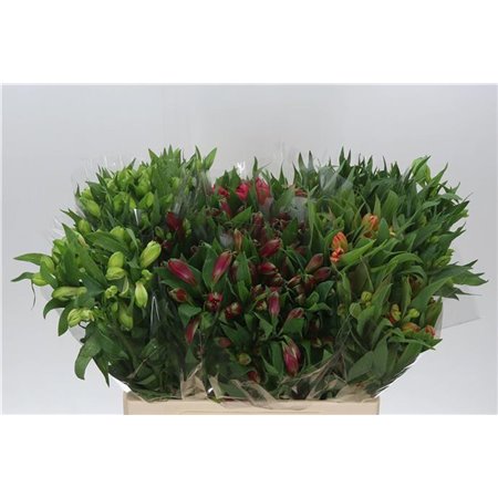 Alst.short Mixed in bucket c37