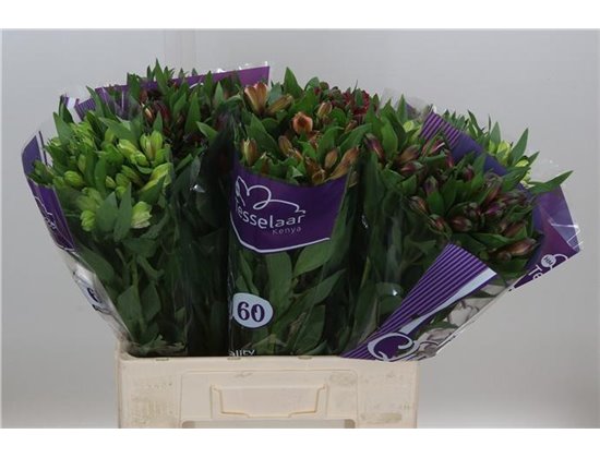 Alst.short Mixed in bucket c38