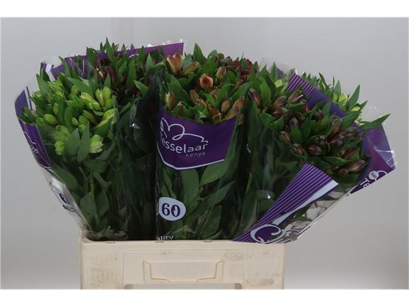 Alst.short Mixed in bucket Import c39
