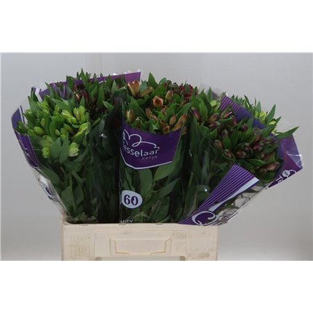 Alst.short Mixed in bucket Import c39