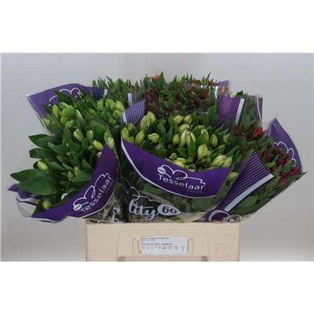 Alst.short Mixed in bucket Import Ex c40