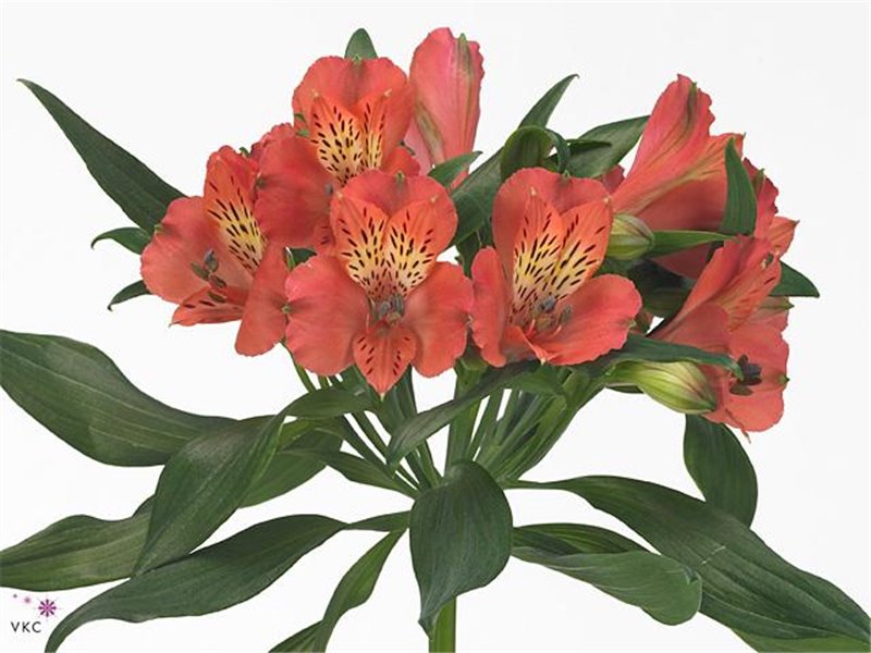 Alstromerija Estee c55