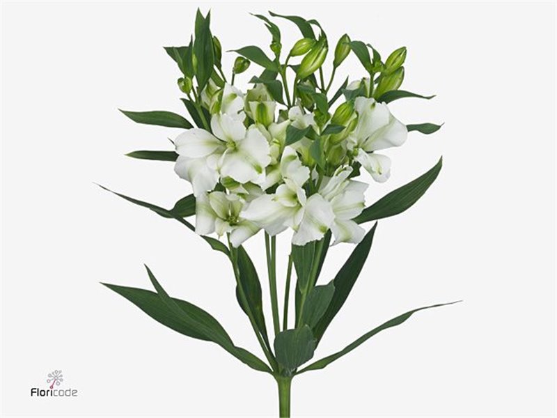 Alstromerija Fancy White c61