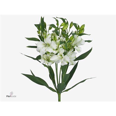 Alstromerija Fl Charme White c62