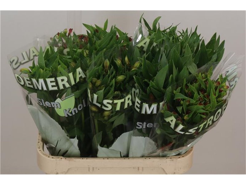 Alstromerija Lemon c75
