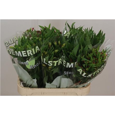 Alstromerija Lemon c75