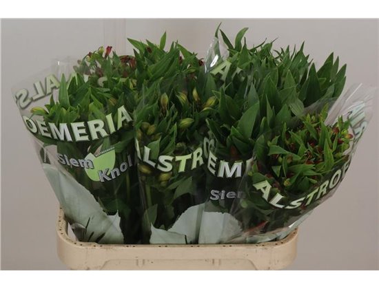 Alstromerija Mixed in bucket c76