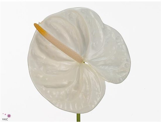 Anthurium A Acropolis c108