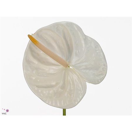 Anthurium A Acropolis c108