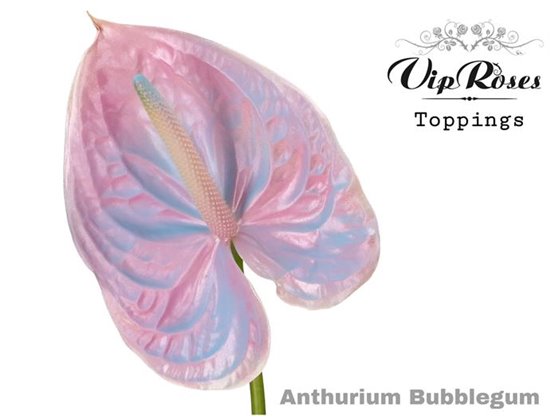 Anthurium A Bubblegum c110