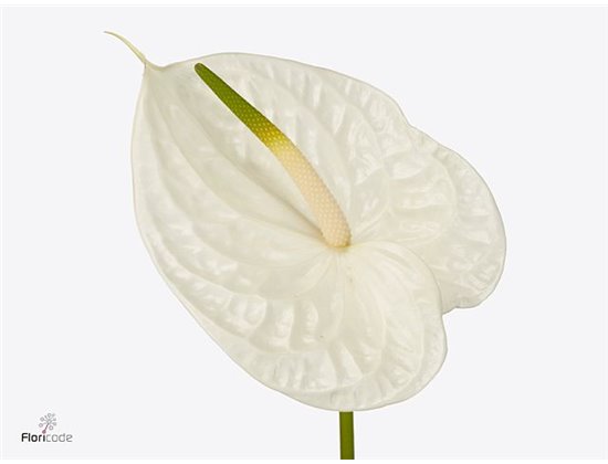 Anthurium A Graciosa c121