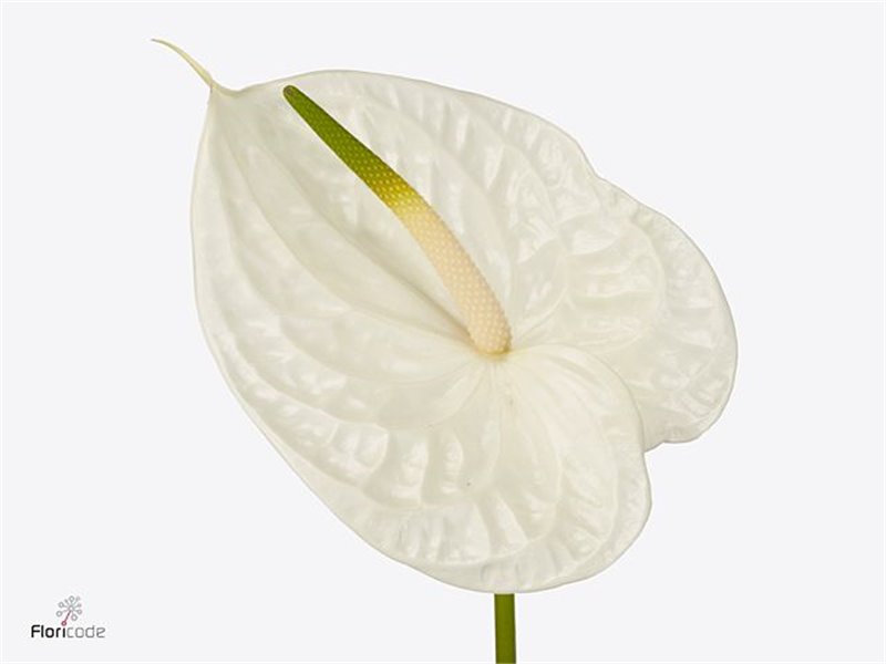 Anthurium A Graciosa c121