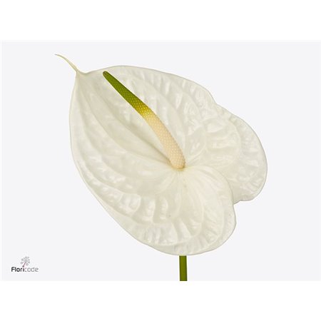 Anthurium A Graciosa c121