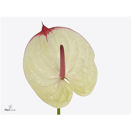 Anthurium A Grand Slam c125