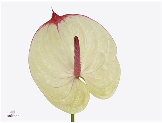 Anthurium A Kaseko c126