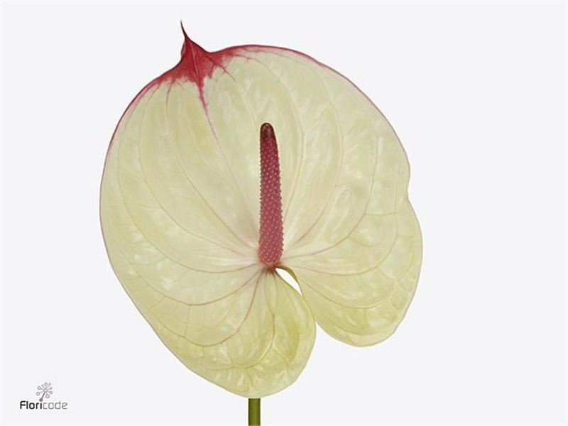 Anthurium A Kaseko c126
