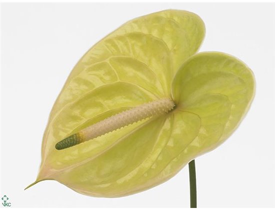 Anthurium A Marysia c129
