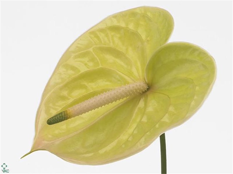 Anthurium A Marysia c129