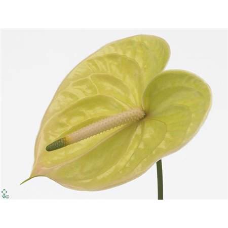 Anthurium A Marysia c129