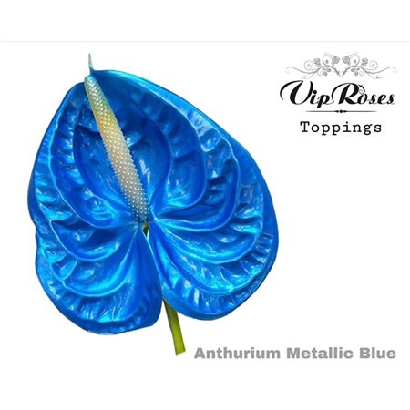 Anthurium A Metallic Blue c130