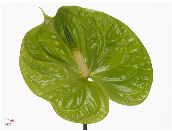 Anthurium A Metallic Blue c131