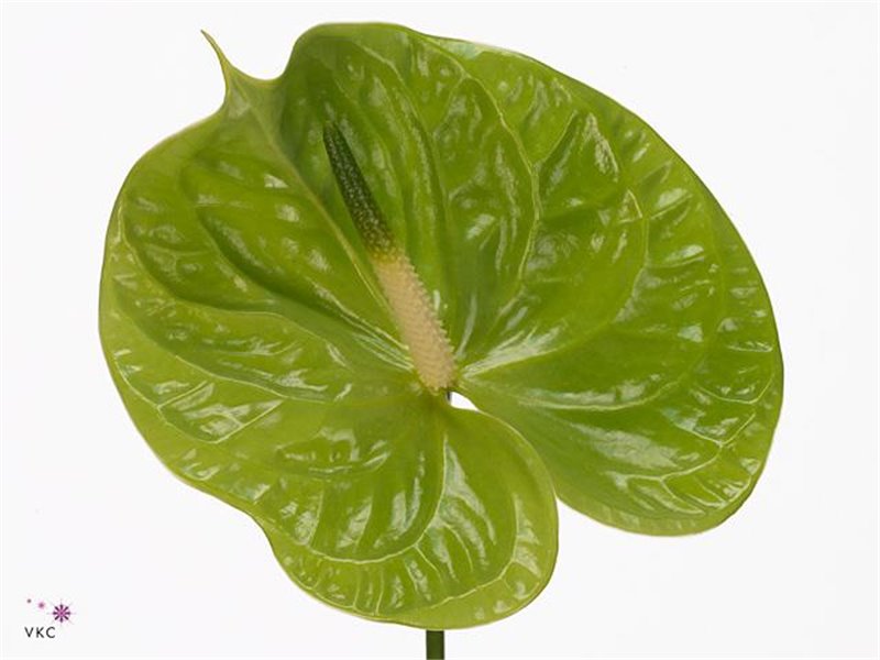 Anthurium A Metallic Blue c131