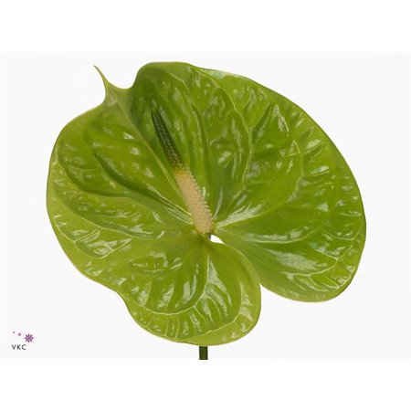 Anthurium A Metallic Blue c131