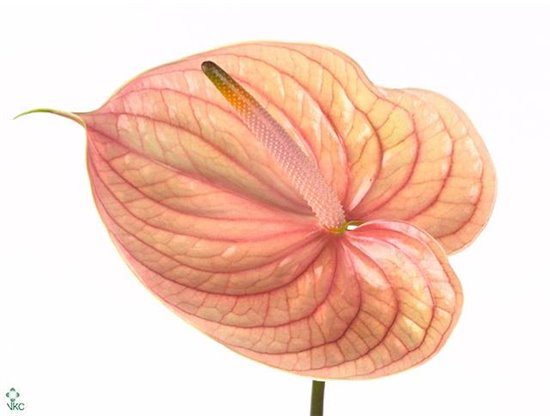 Anthurium A Nunzia c140