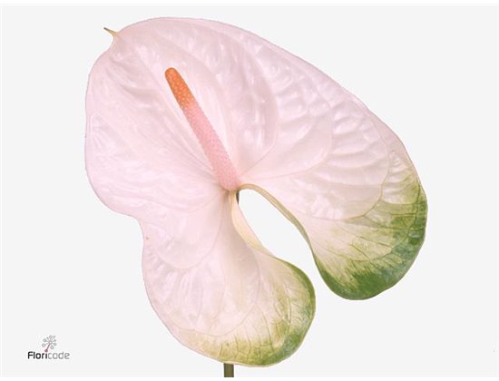 Anthurium A Simba c149
