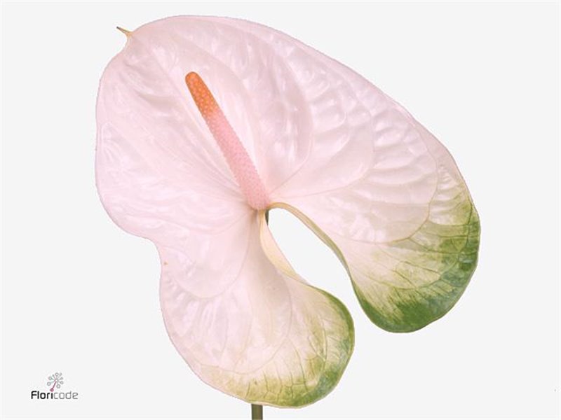 Anthurium A Simba c149