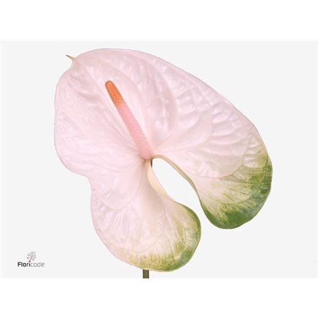Anthurium A Simba c149