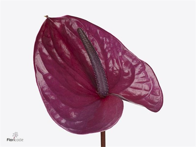 Anthurium A Terrasol c152