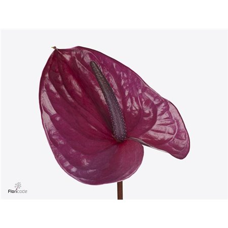 Anthurium A Utah c153