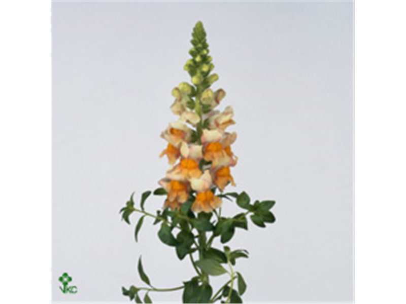 Antirrhinum Costa Apricot c154