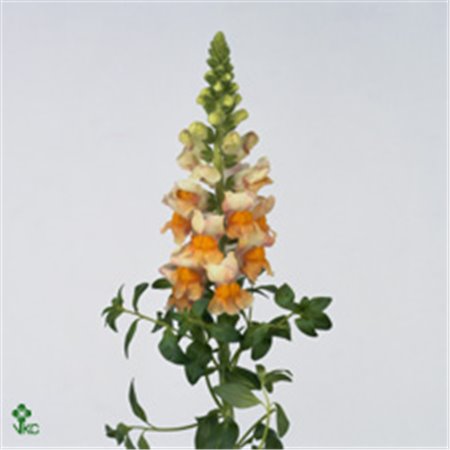 Antirrhinum Costa Apricot c154
