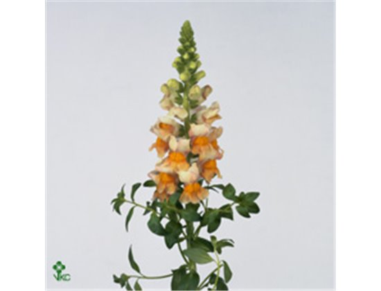 Antirrhinum Costa Apricot Bio c155