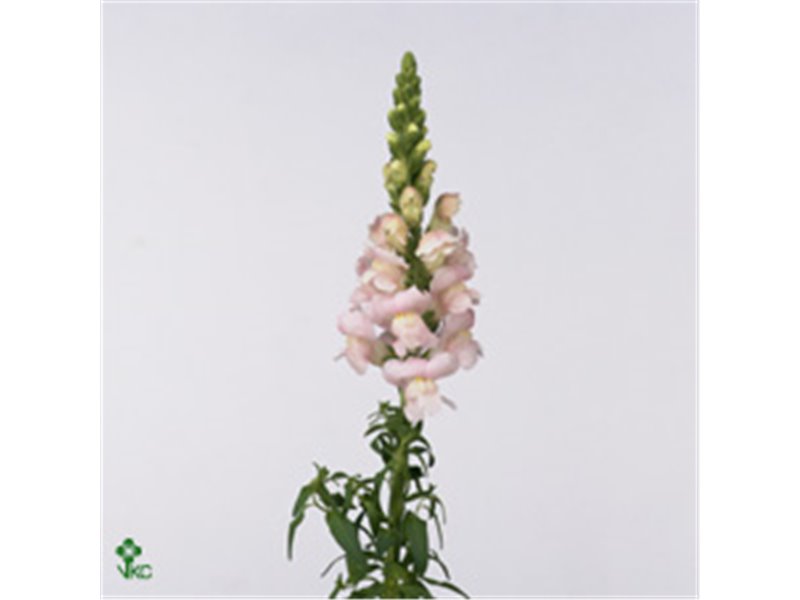 Antirrhinum Costa Silver c156