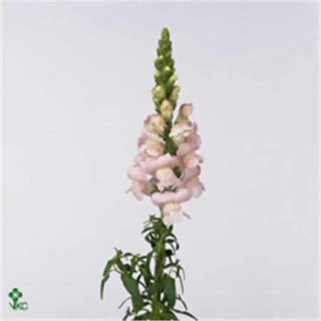 Antirrhinum Costa Silver c156