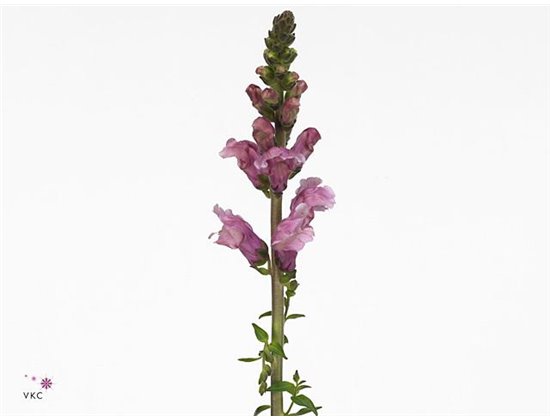 Antirrhinum Costa Su Laven c157