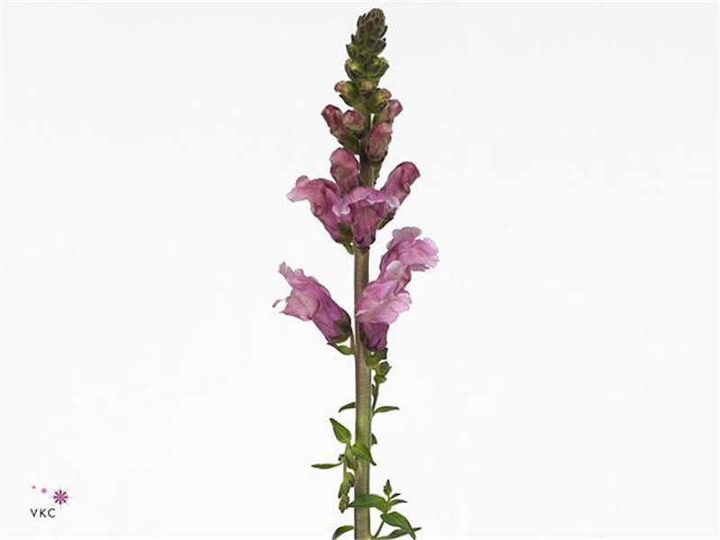 Antirrhinum Costa Su Laven c157